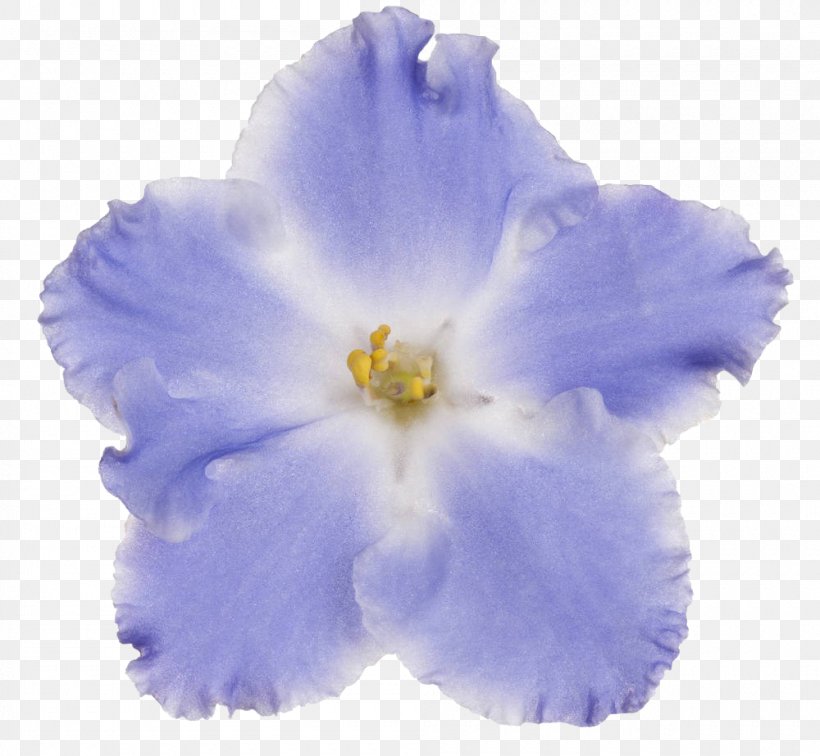 Blue Violet Flower, PNG, 1000x923px, Blue, African Violets, Depth Of Field, Flower, Flowering Plant Download Free
