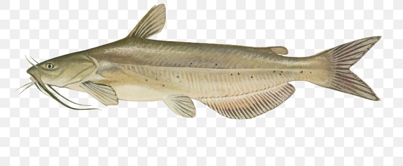 Channel Catfish United States Of America Black Bullhead, PNG, 800x339px, Catfish, Animal Figure, Barramundi, Black Bullhead, Bony Fish Download Free