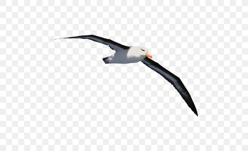 Gulls Jonathan Livingston Seagull Book Albatross Beak, PNG, 500x500px, Gulls, Albatross, Beak, Bird, Book Download Free