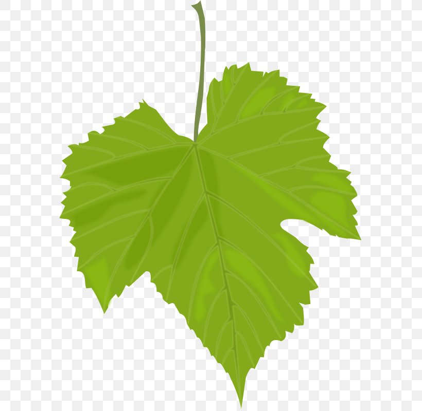 Kyoho Dolma Greek Cuisine Wine Grape Leaves, PNG, 589x800px, Kyoho, Common Grape Vine, Cuisine, Dolma, Food Download Free