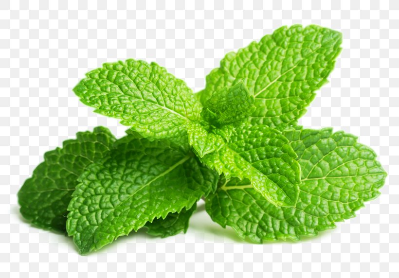 Peppermint Spearmint Herb Mint Leaf Water Mint, PNG, 800x572px, Peppermint, Essential Oil, Food, Herb, Herbal Download Free