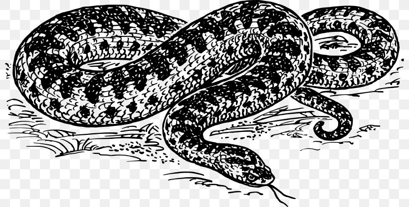 Snake Vipers Drawing Clip Art, PNG, 800x416px, Snake, Amphibian, Art, Black And White, Boas Download Free