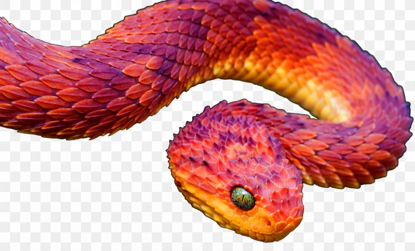 Snakes Reptile Vipers Atheris Squamigera Atheris Hispida, PNG, 1280x776px, Snakes, Animal, Atheris Chlorechis, Atheris Hispida, Atheris Squamigera Download Free
