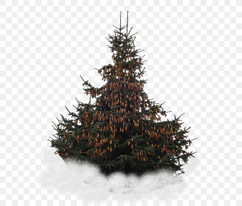 Spruce Christmas Tree Christmas Ornament Snowflake, PNG, 577x700px, Spruce, Blog, Christmas, Christmas Decoration, Christmas Ornament Download Free