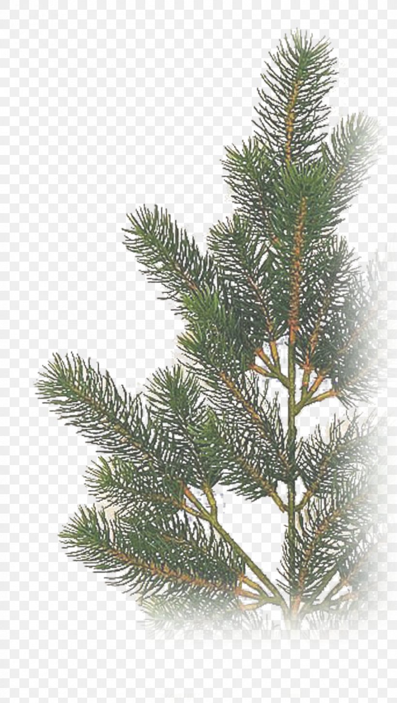 Spruce Fir Christmas Tree, PNG, 904x1600px, Spruce, Branch, Christmas Day, Christmas Ornament, Christmas Tree Download Free
