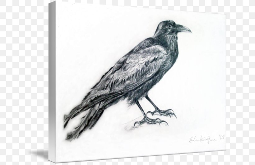 American Crow Common Raven Drawing /m/02csf White, PNG, 650x531px, American Crow, Beak, Bird, Black And White, Common Raven Download Free