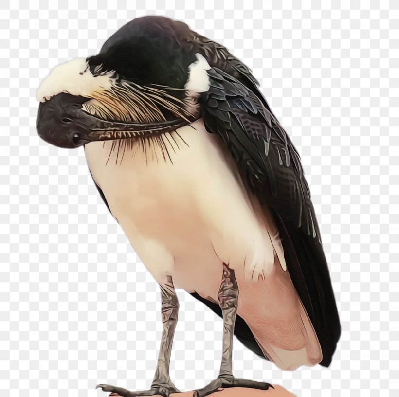 Bird Beak Vulture, PNG, 2004x1996px, Watercolor, Beak, Bird, Paint, Vulture Download Free