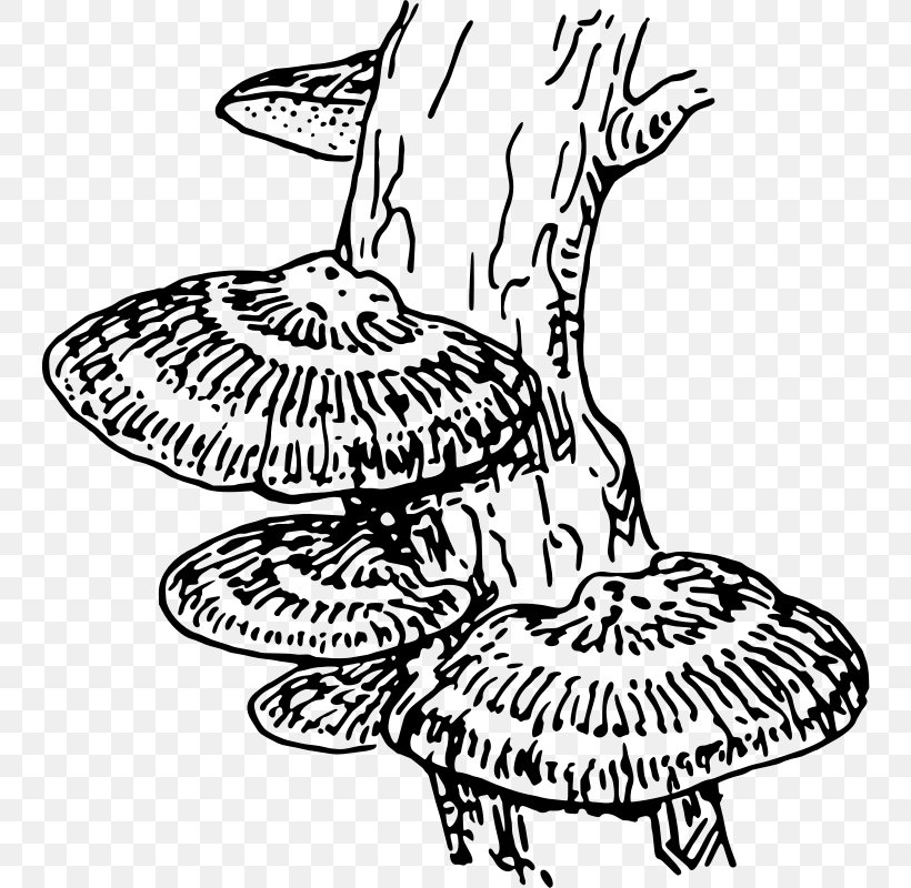 Fungus Drawing Coloring Book Clip Art, PNG, 746x800px, Fungus, Art, Artwork, Black And White, Coloring Book Download Free