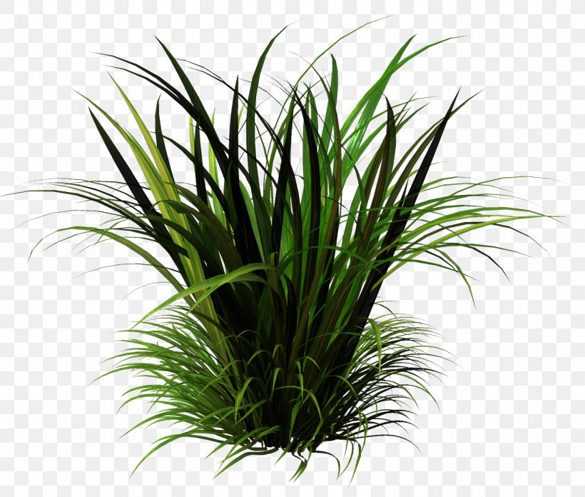 Grasses Sweet Grass Houseplant Terrestrial Plant, PNG, 1368x1162px, Grasses, Evergreen, Family, Grass, Grass Family Download Free