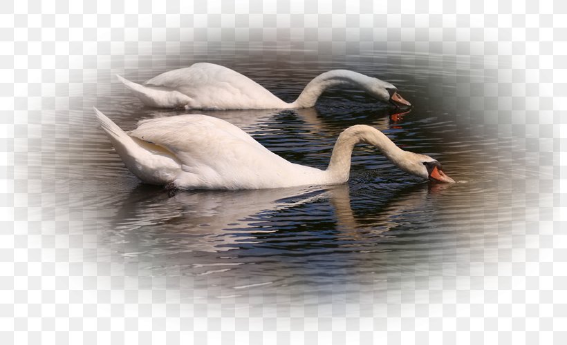 Mute Swan Cygnini Desktop Wallpaper Bird, PNG, 800x500px, Mute Swan, Animal, Beak, Bird, Cat Download Free
