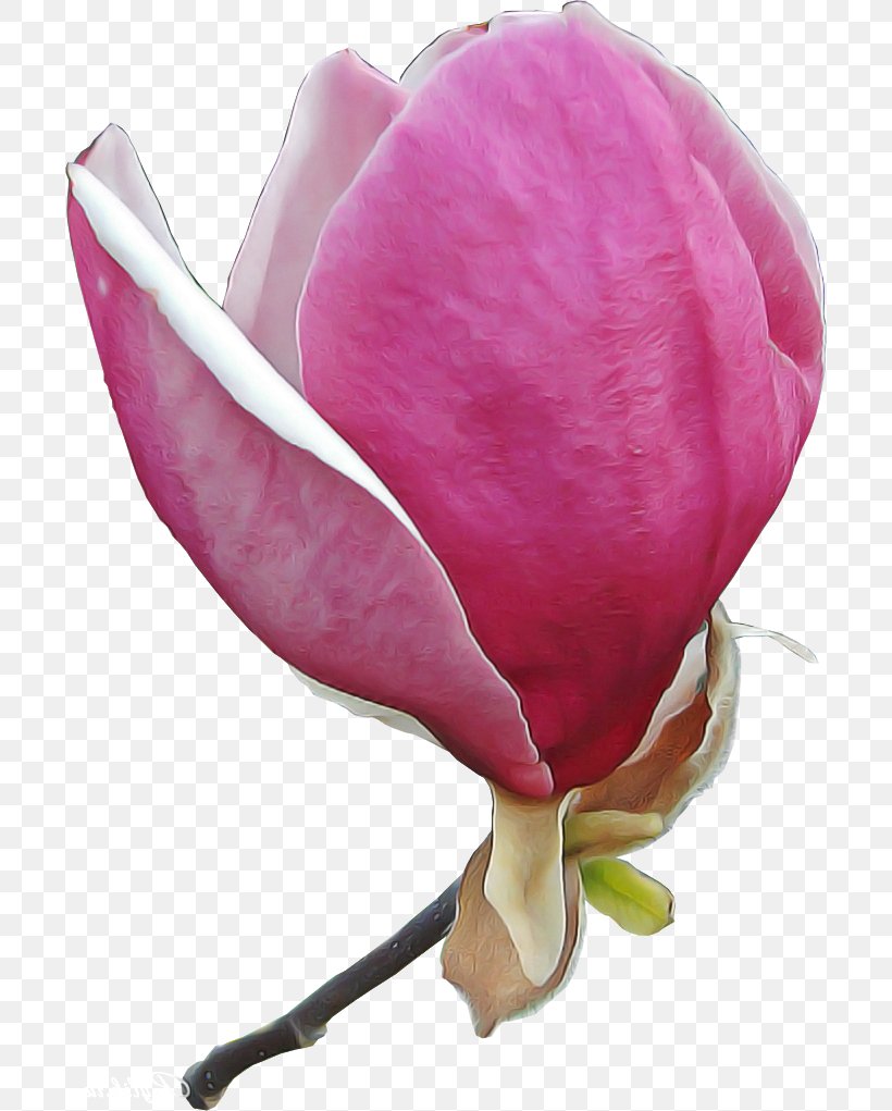 Petal Pink Flower Plant Flowering Plant, PNG, 700x1021px, Petal, Bud, Cut Flowers, Flower, Flowering Plant Download Free