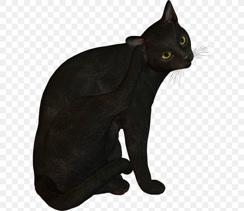Black Cat Bombay Cat Korat Domestic Short-haired Cat Whiskers, PNG, 600x710px, Black Cat, Asian, Black, Bombay, Bombay Cat Download Free