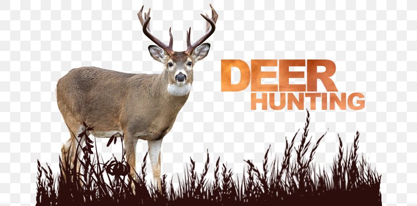 White-tailed Deer Reindeer Antler Deer Hunting, PNG, 687x405px, Whitetailed Deer, Antler, Deer, Deer Hunting, Fauna Download Free