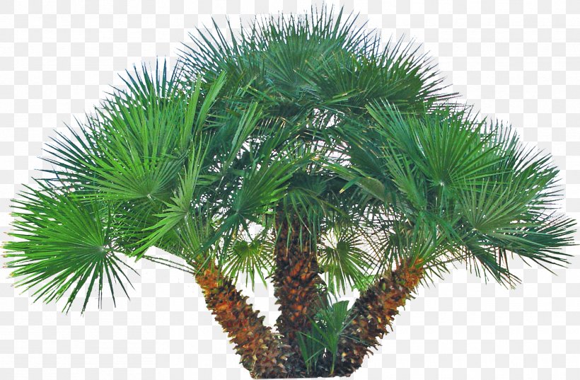 Asian Palmyra Palm Arecaceae Phoenix Roebelenii Fan-leaved Palms Date Palm, PNG, 1871x1226px, Asian Palmyra Palm, Arecaceae, Arecales, Backyard, Borassus Download Free
