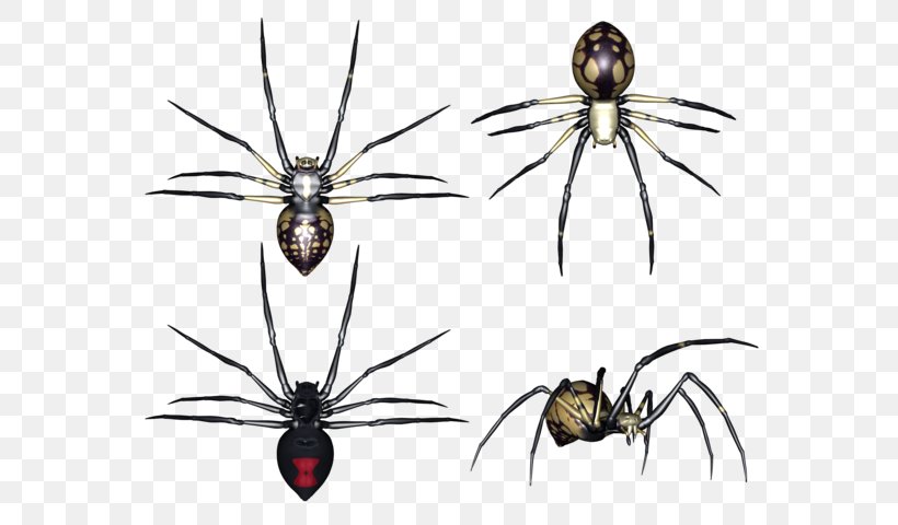 Barn Spider Arthropod Clip Art, PNG, 594x480px, Spider, Angulate Orbweavers, Arachnid, Araneus, Arthropod Download Free