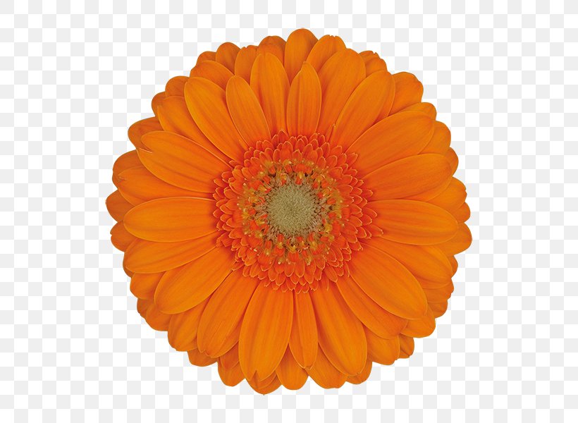 Bicycle Wheels Decal, PNG, 600x600px, Bicycle Wheels, Bicycle, Bicycle Tires, Calendula, Cut Flowers Download Free