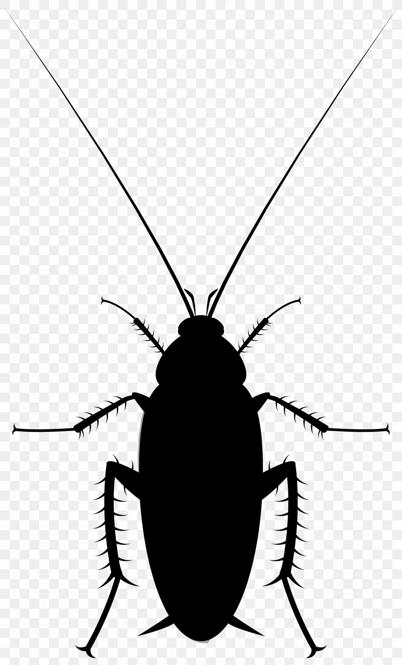 Cockroach Dee Dee Image Cartoon, PNG, 4839x8000px, Cockroach, Animated Cartoon, Arthropod, Beetle, Cartoon Download Free