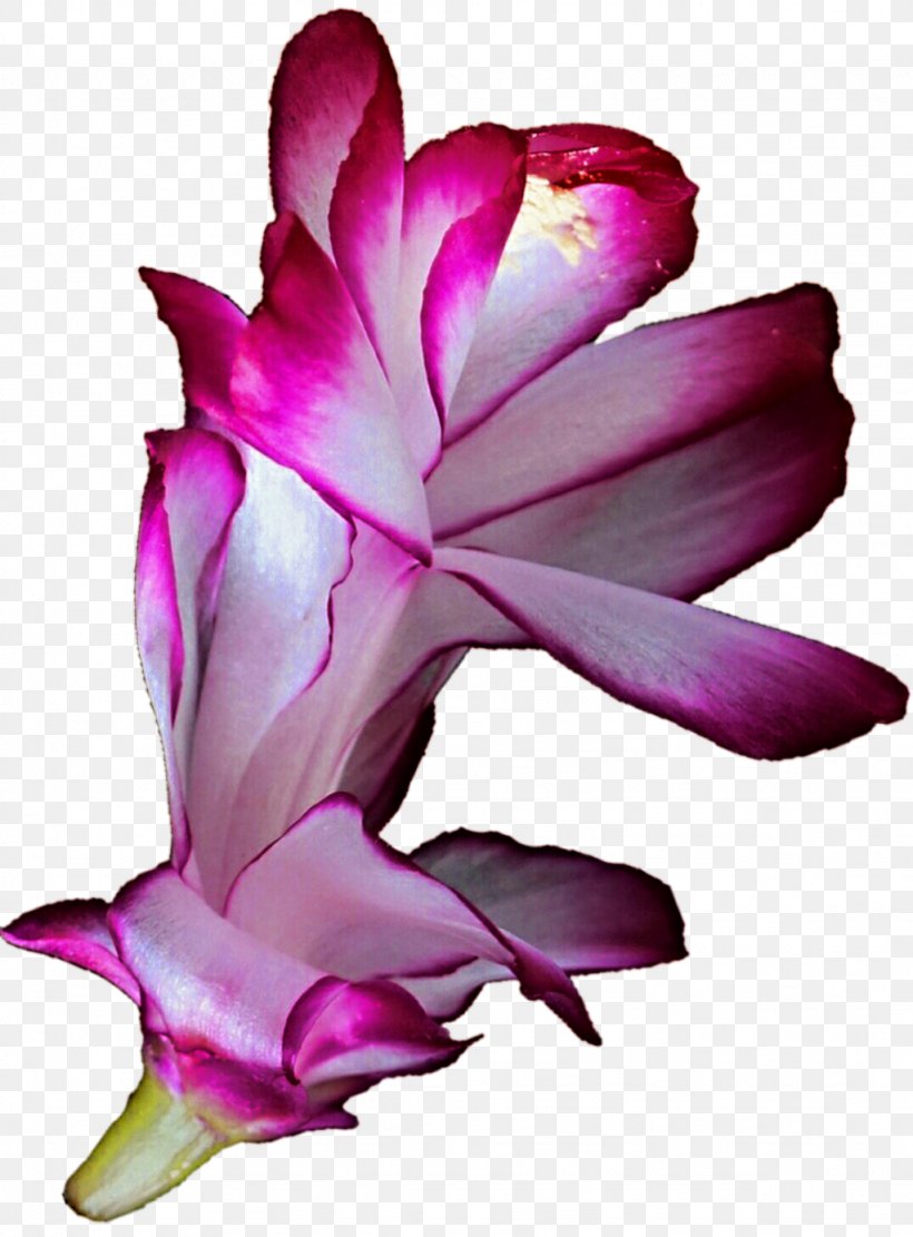 Flower Cactaceae Clip Art, PNG, 1024x1388px, Flower, Cactaceae, Cut Flowers, Flowering Plant, Gladiolus Download Free