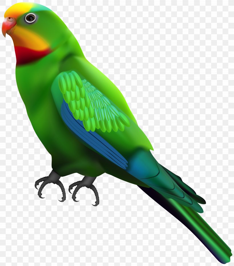 Parrot Lovebird Budgerigar Clip Art, PNG, 7037x8000px, Parrot, Art, Beak, Bird, Budgerigar Download Free