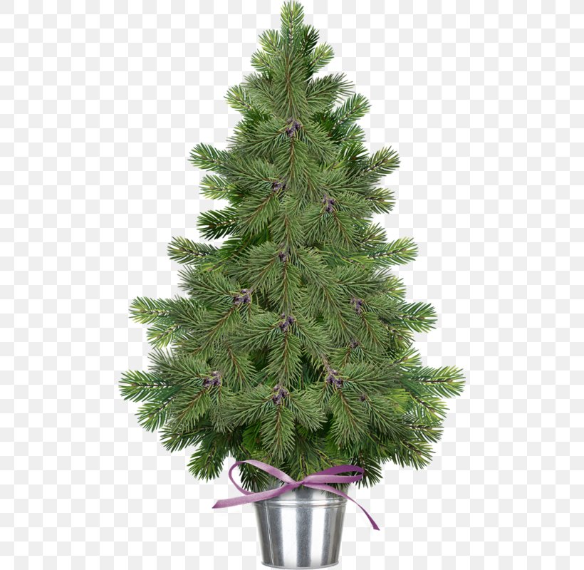 Pine Tree Fir Clip Art, PNG, 488x800px, Pine, Arecaceae, Branch, Christmas, Christmas Decoration Download Free