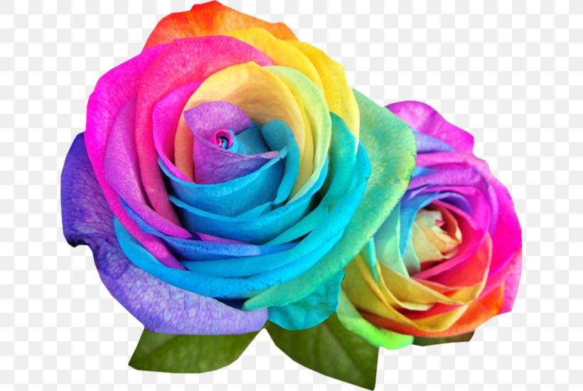 Rainbow Rose Garden Roses Flower Color, PNG, 650x550px, Rainbow Rose, Color, Cut Flowers, Floristry, Flower Download Free