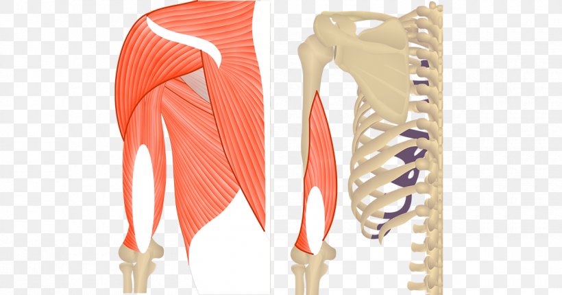 Teres Major Muscle Triceps Brachii Muscle Teres Minor Muscle Biceps, PNG, 1200x630px, Teres Major Muscle, Anatomy, Arm, Biceps, Coracobrachialis Muscle Download Free