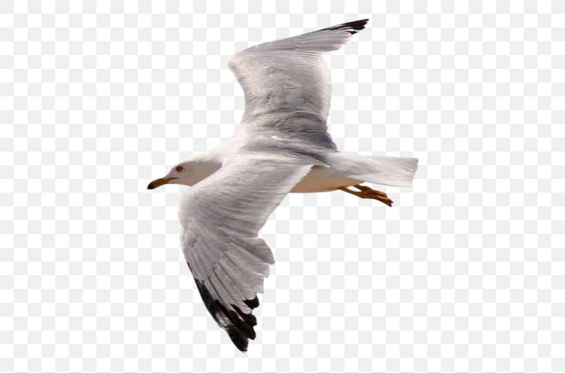 Bird Gulls, PNG, 626x542px, Bird, Animal, Beak, Bird Nest, Charadriiformes Download Free