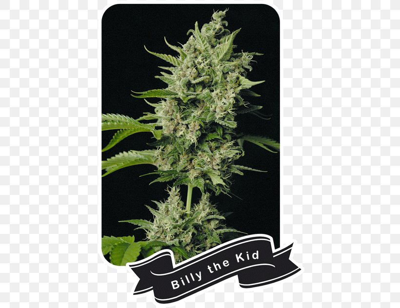 Orange Bud Cannabis Marijuana Plant Flavor, PNG, 428x632px, Orange Bud, Billy The Kid, Cannabis, Flavor, Genetics Download Free