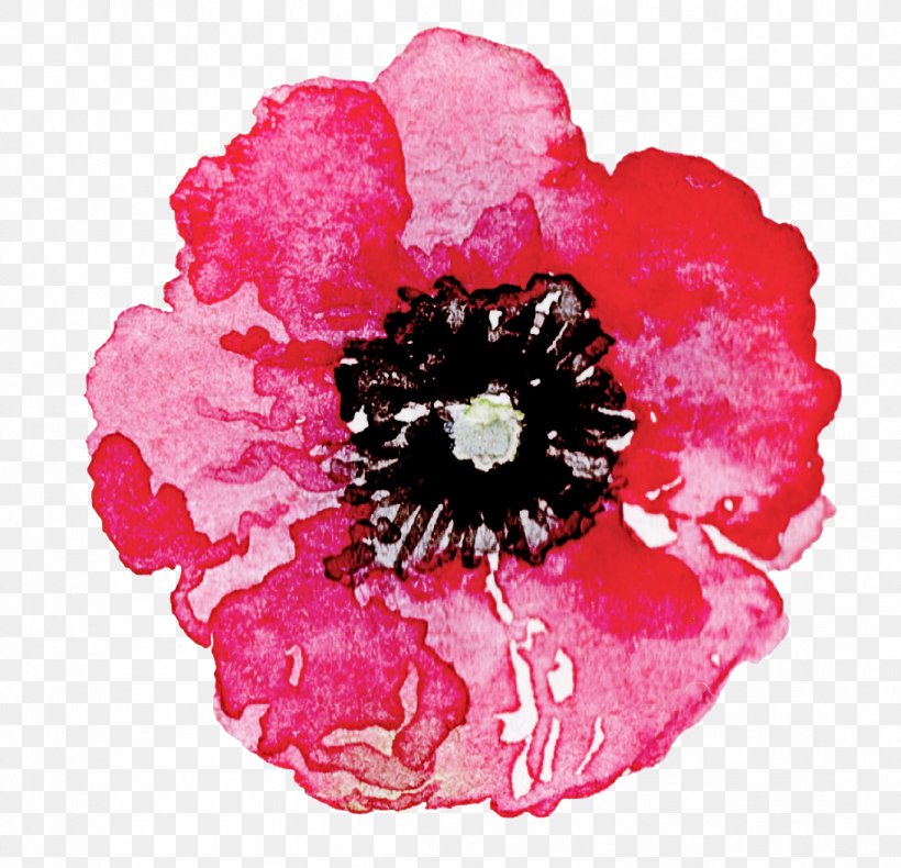 Petal Pink Flower Plant Oriental Poppy, PNG, 1094x1055px, Petal, Cut Flowers, Flower, Oriental Poppy, Pink Download Free