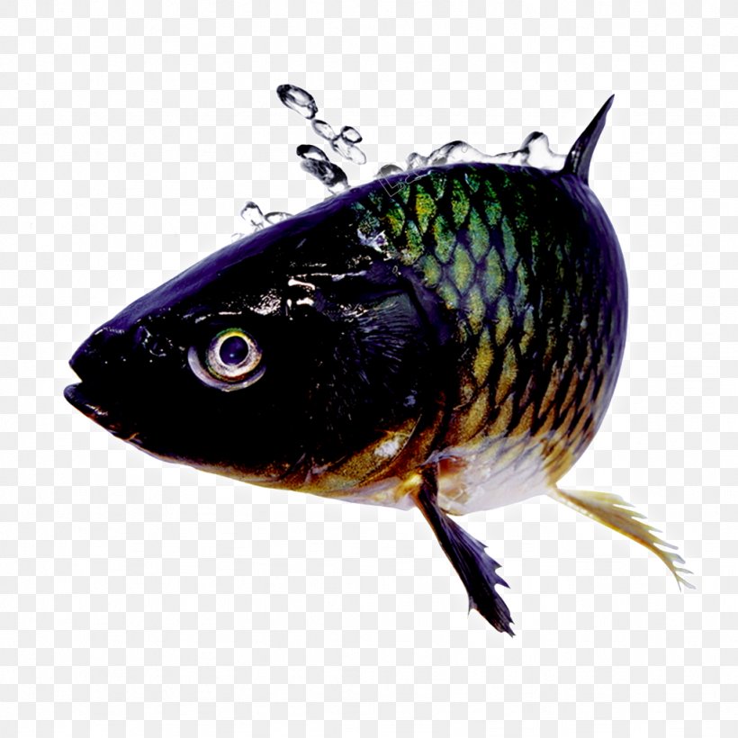 Koi Vertebrate Goldfish Grass Carp, PNG, 1024x1024px, Koi, Angling, Bighead Carp, Black Carp, Bonyfish Download Free