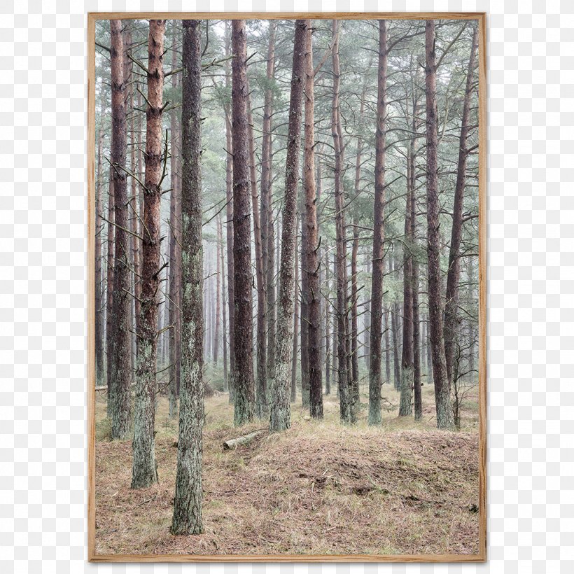 Poster Photography Forest, PNG, 1024x1024px, Poster, Biome, Birch, Denmark, Ecosystem Download Free