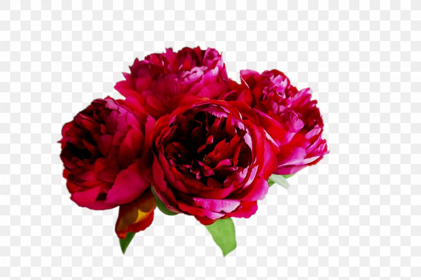 Garden Roses Cabbage Rose Floral Design Cut Flowers, PNG, 4628x3086px, Garden Roses, Annual Plant, Botany, Cabbage Rose, Carnation Download Free