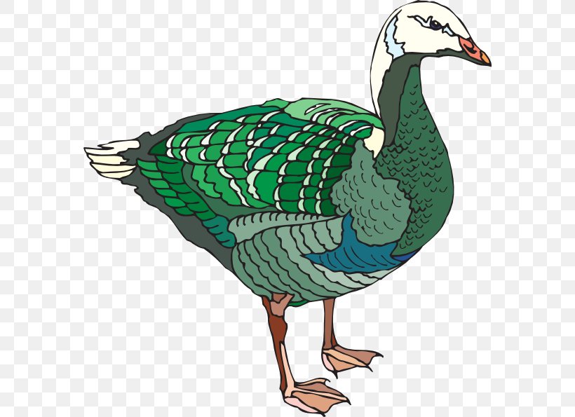 Goose Duck Water Bird Mallard, PNG, 582x595px, Goose, Anatidae, Beak, Bird, Duck Download Free