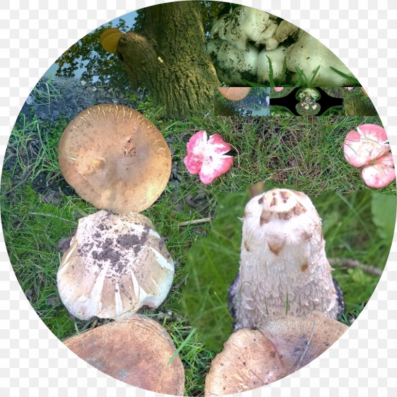 Pleurotus Eryngii Shiitake Matsutake Medicinal Fungi Agaric, PNG, 843x843px, Pleurotus Eryngii, Agaric, Agaricomycetes, Edible Mushroom, Fungus Download Free