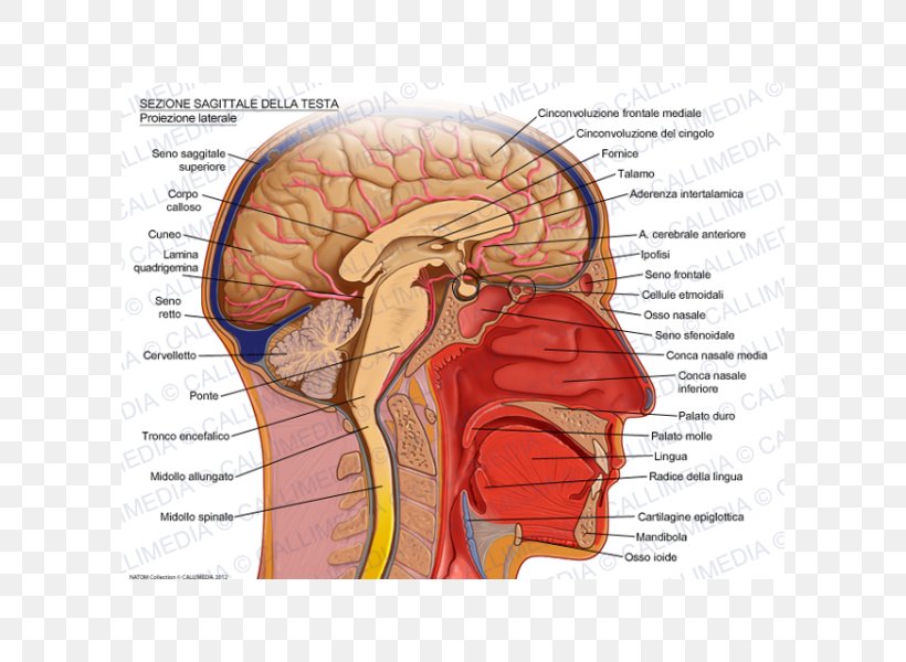 Sagittal Plane Human Head Brain Skull Png 600x600px Watercolor