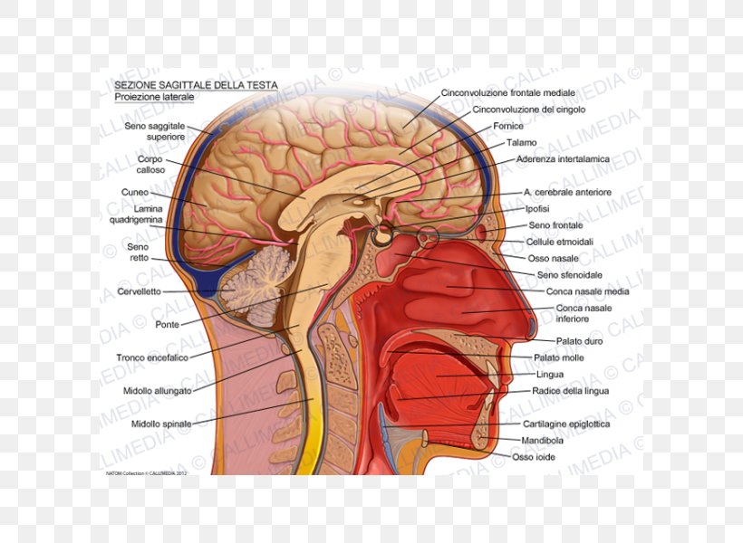 Sagittal Plane Human Head Brain Skull, PNG, 600x600px, Watercolor, Cartoon, Flower, Frame, Heart Download Free