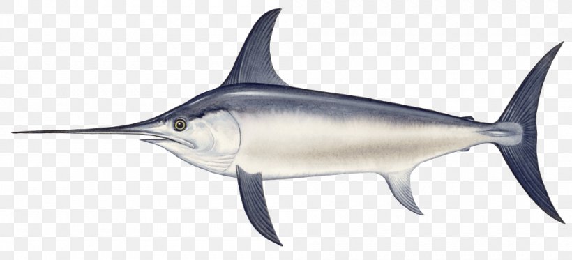 Swordfish Marlin Fishing Harpoon, PNG, 1000x455px, Swordfish, Billfish, Bony Fish, Cartilaginous Fish, Empresa Download Free