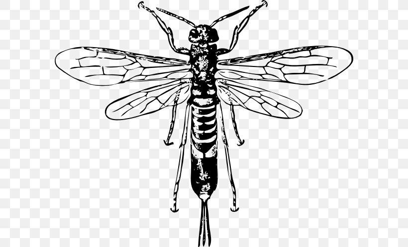 Bee Hornet Insect Wasp Clip Art, PNG, 600x498px, Bee, Arthropod, Artwork, Black And White, Drawing Download Free