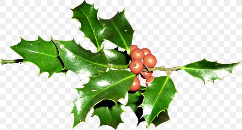 Christmas Holly Ilex Holly, PNG, 1300x702px, Christmas Holly, American Holly, Branch, Christmas, Flower Download Free