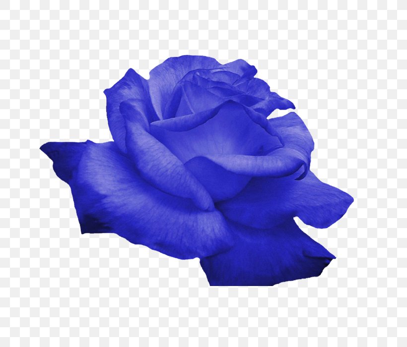 Flower Rose, PNG, 700x700px, Purple, Blue, Blue Rose, Cobalt Blue, Color Download Free