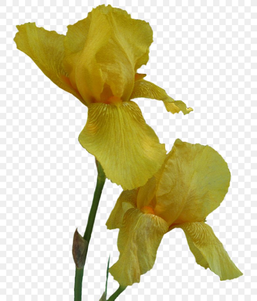 Plant Stem, PNG, 757x960px, Plant Stem, Flower, Flowering Plant, Iris, Iris Family Download Free