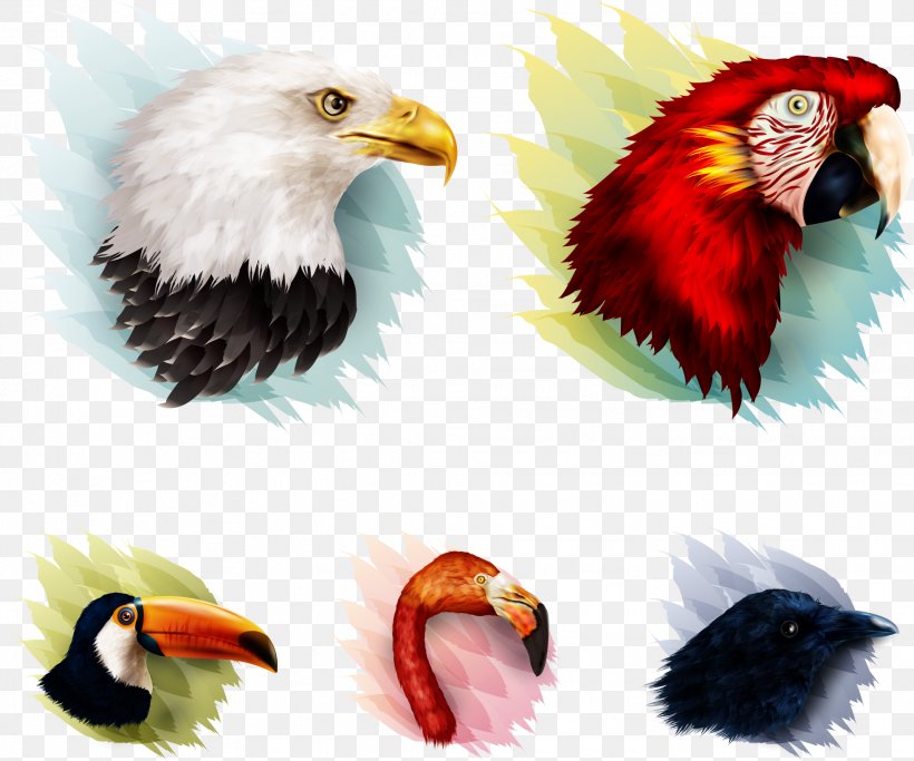 Bird Parrot Eagle, PNG, 1964x1638px, Bird, Animation, Beak, Bird Of Prey, Computer Graphics Download Free
