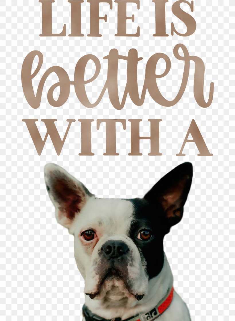 Boston Terrier Terrier Snout Breed Life, PNG, 2197x3000px, Life, Better, Boston Terrier, Breed, Dog Download Free