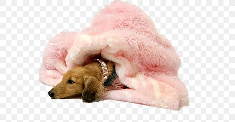 Golden Retriever Puppy Dog Breed Lap Of Luxury Dog Spa Companion Dog, PNG, 586x428px, Golden Retriever, Breed, Carnivoran, Companion Dog, Dog Download Free