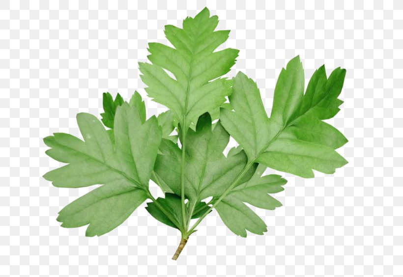 Parsley Herbalism Tree Leaf, PNG, 699x564px, Parsley, Herb, Herbalism, Leaf, Leaf Vegetable Download Free