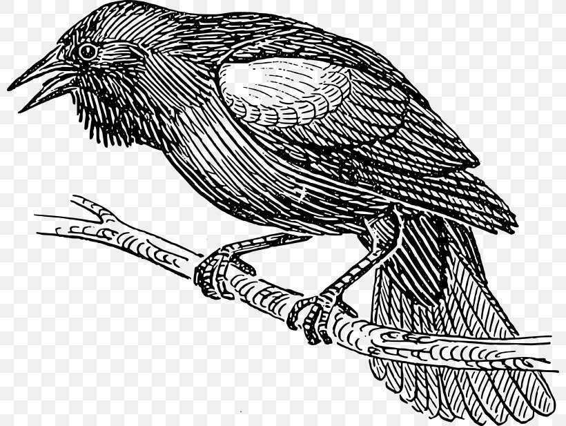 Bird Nest Drawing Common Blackbird, PNG, 800x617px, Bird, Art, Beak, Bird Flight, Bird Nest Download Free