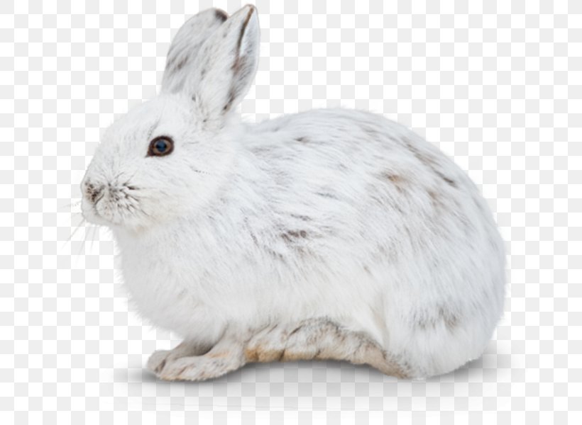 Domestic Rabbit European Hare Mountain Hare Female, PNG, 685x600px, Domestic Rabbit, Animal, Egg Cell, European Hare, Female Download Free