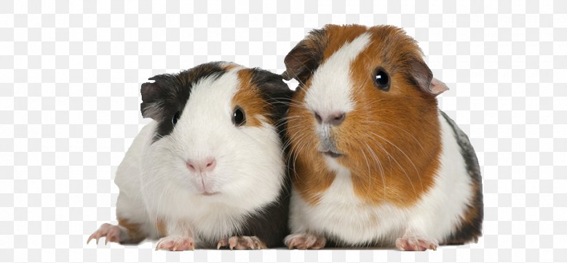 Guinea Pig Care Pet Cage, PNG, 960x447px, Guinea Pig, Bedding, Cage, Child, Domestication Download Free