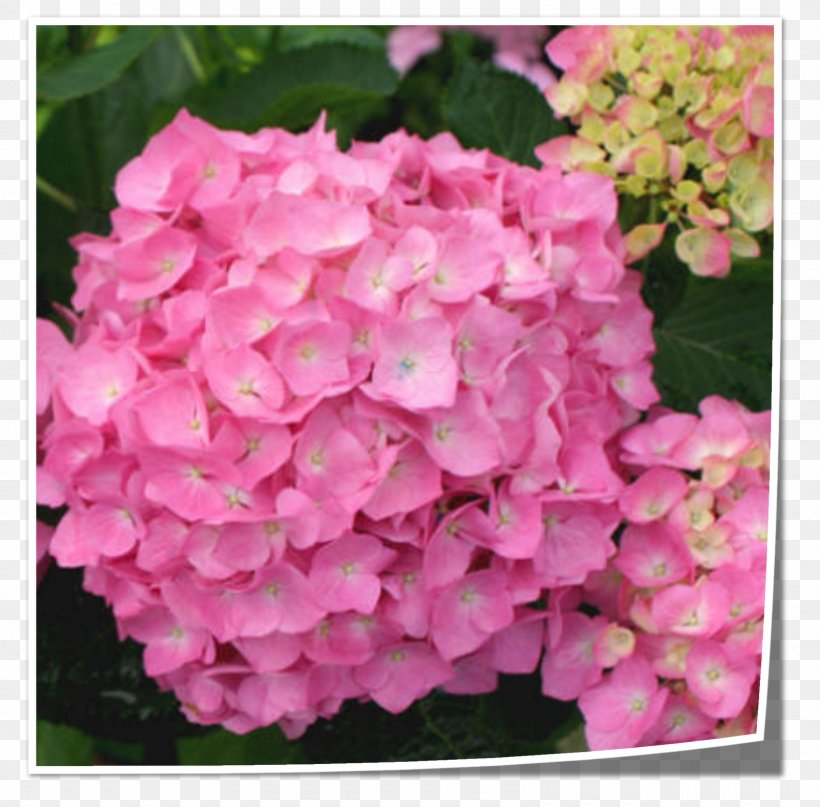 Tea Of Heaven French Hydrangea Flower Shrub Pink, PNG, 1600x1575px, Tea Of Heaven, Annual Plant, Blue, Color, Cornales Download Free