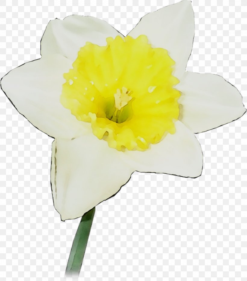 Yellow Narcissus Cut Flowers Herbaceous Plant, PNG, 1107x1259px, Yellow, Amaryllis Belladonna, Amaryllis Family, Cut Flowers, Flower Download Free